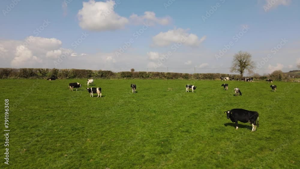 Grazing herd of cows captured from above in sprawling aerial photography Grazing herd of cows captured from above in sprawling aerial photography