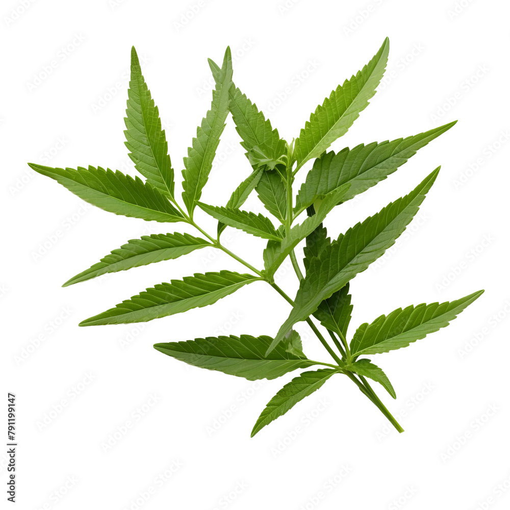 Amazing Lemon Verbena Isolated On White Background Amazing Lemon Verbena Isolated On White Background