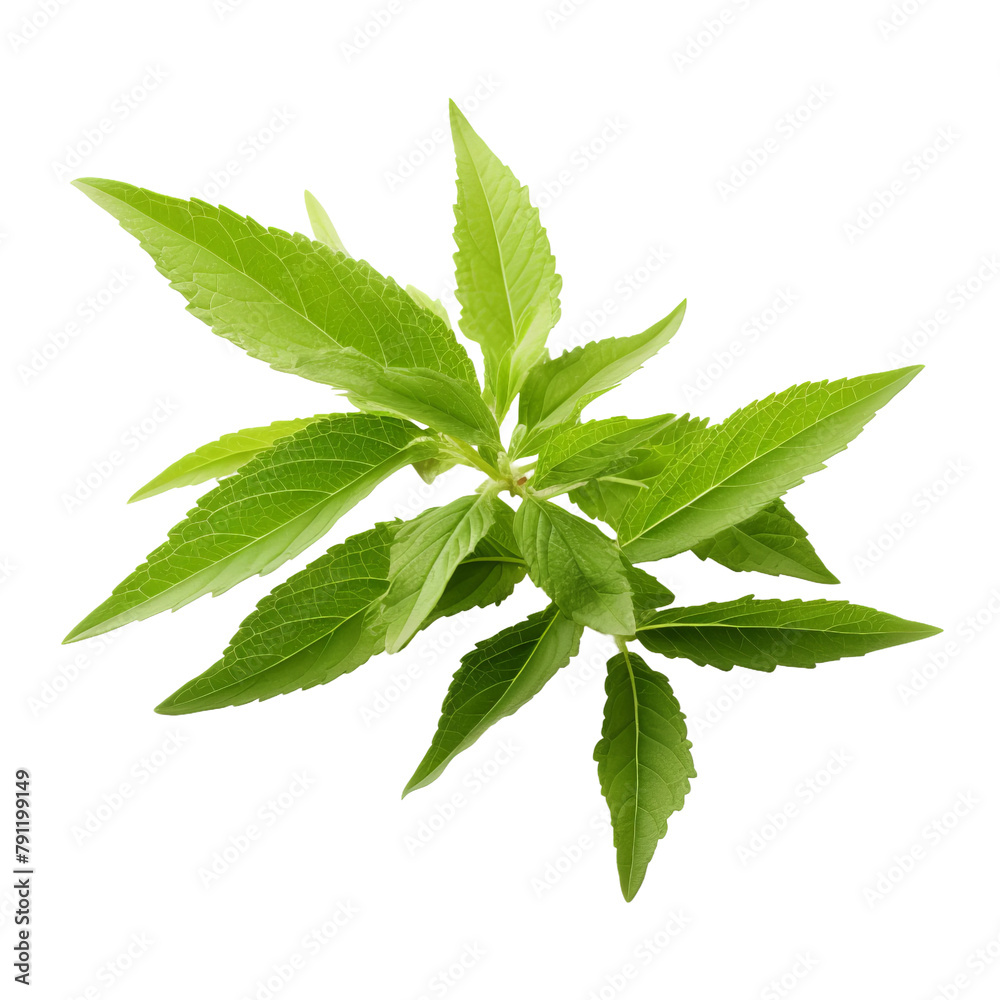 Amazing Lemon Verbena Isolated On White Background Amazing Lemon Verbena Isolated On White Background
