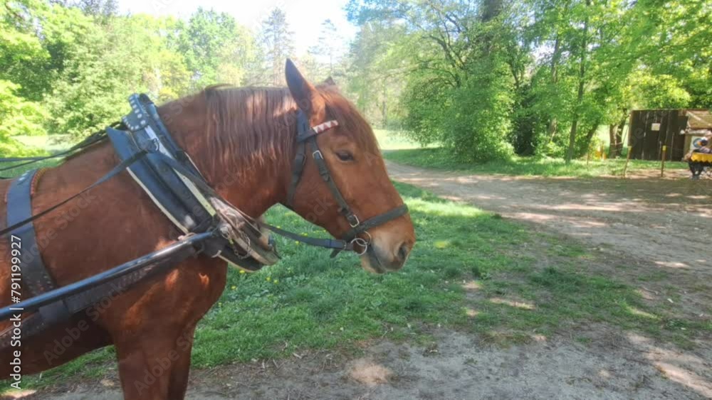 A carriage with a horse. A carriage with a horse. A horse head. Country spirit and mood. A carriage with a horse. A carriage with a horse. A horse head. Country spirit and mood.