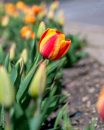 Tulips are blooming at spring time under a sunny day