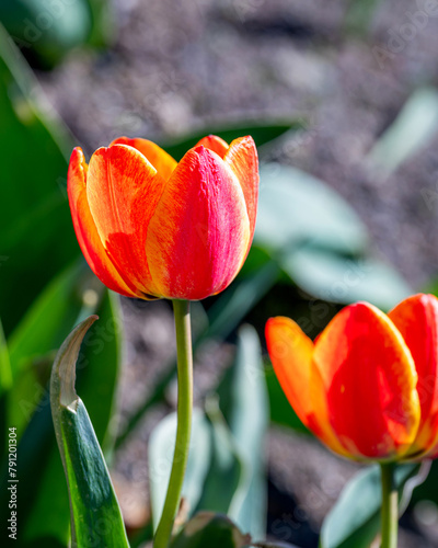 Tulips are blooming at spring time under a sunny day