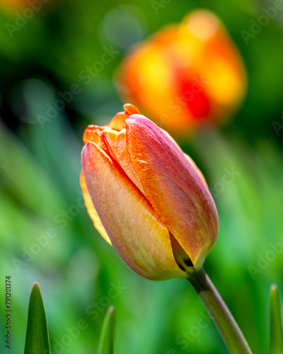 Tulips are blooming at spring time under a sunny day