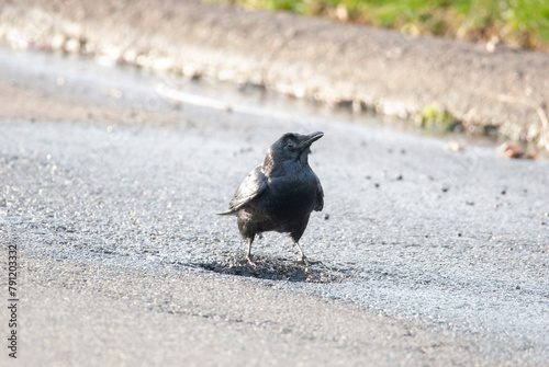 Fish Crow Drinking from a Puddle photo