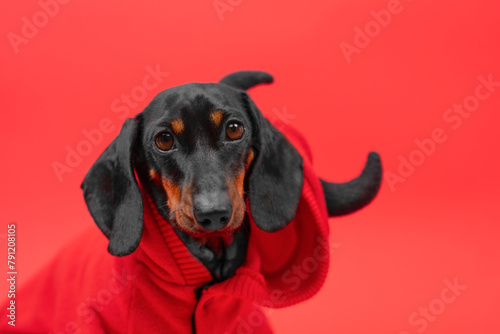 Black and tan dachshund dog wearing a red jacket against a red background, looking directly at the camera with a curious expression. 