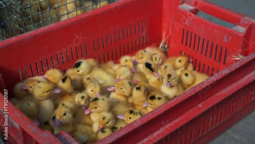 Little ducklings chirp huddling together in box. Tiny ducklings waddle and examine surroundings with curiosity sitting in limited space