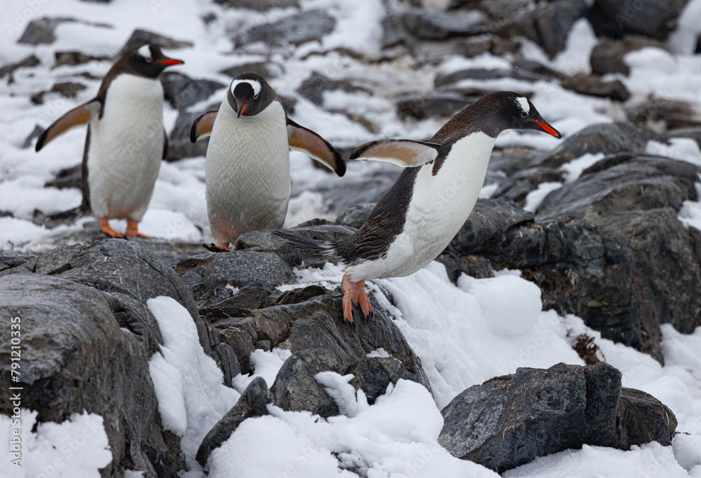 Fototapeta premium Damoy Point and Yalour Islands Antartica