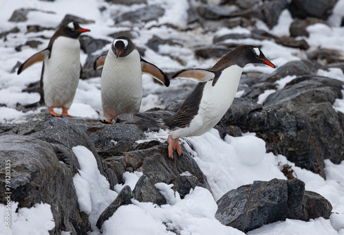 Damoy Point and Yalour Islands Antartica