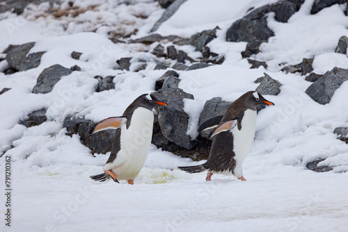 Damoy Point and Yalour Islands Antartica