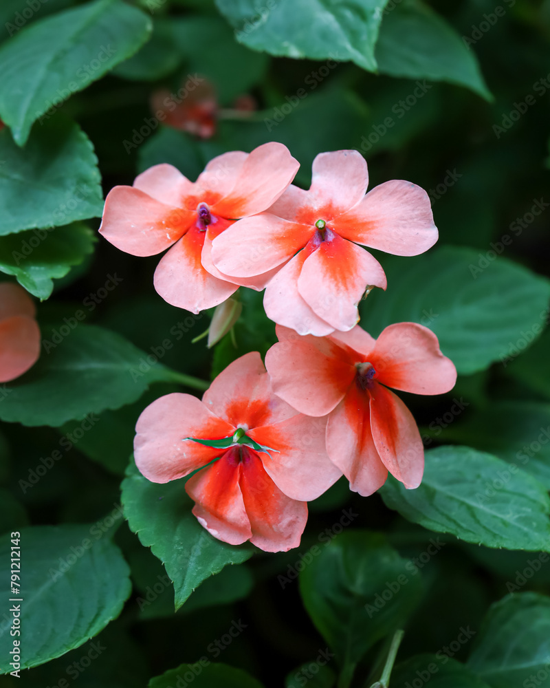 Close up of New Guinea impatiens or Impatiens hawkeri flowering plant, orange flower in the garden
Close up of New Guinea impatiens or Impatiens hawkeri flowering plant, orange flower in the garden