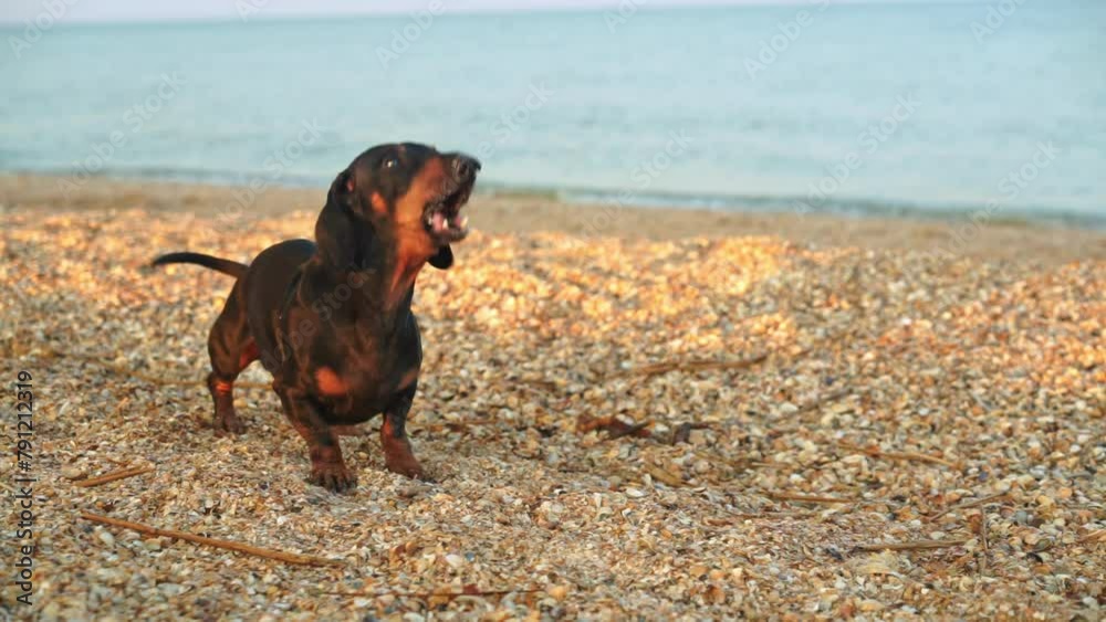 Small dog barks on sandy beach swinging tail near ocean. Funny dachshund actively barks of joy with owner near sea on nature in summer Small dog barks on sandy beach swinging tail near ocean. Funny dachshund actively barks of joy with owner near sea on nature in summer