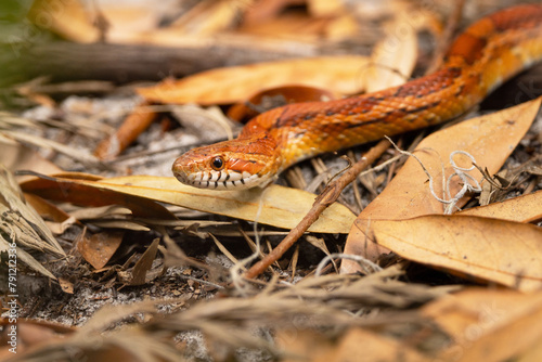 A corn snake (Pantherophis guttatus) in the woods in southwest Florida photo