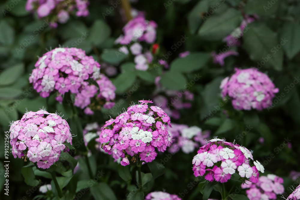 Beautiful flowering pink, purple and white dianthus sweet pink flowers or Sweet William flowers in a garden.
