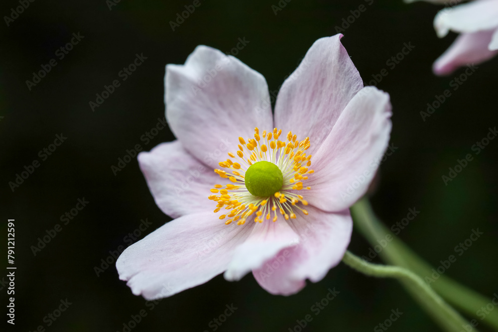 Japanese anemone (Anemone hupehensis) flower. Pink garden plant in the family Ranunculaceae, aka Chinese anemone, thimbleweed or windflower
