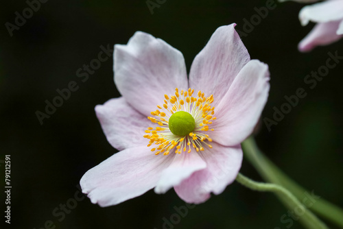 Fototapeta Naklejka Na Ścianę i Meble -  Japanese anemone (Anemone hupehensis) flower. Pink garden plant in the family Ranunculaceae, aka Chinese anemone, thimbleweed or windflower
