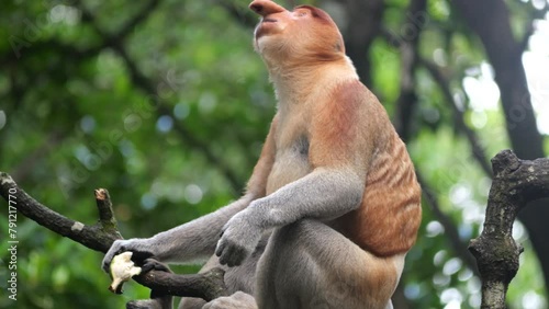 An adult male proboscis monkey (Nasalis larvatus)alpha male is enjoying sitting on a tree. Proboscis monkeys are endemic to the island of Borneo, which are scattered in mangroves, swamps and coastal. photo