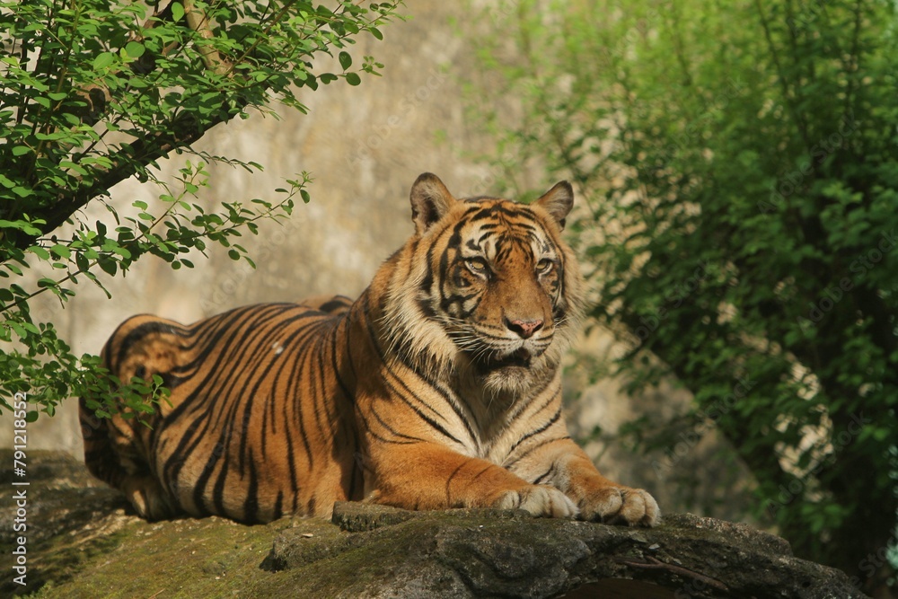 A Sumatran tiger sits on a rock at noon while looking ahead A Sumatran tiger sits on a rock at noon while looking ahead