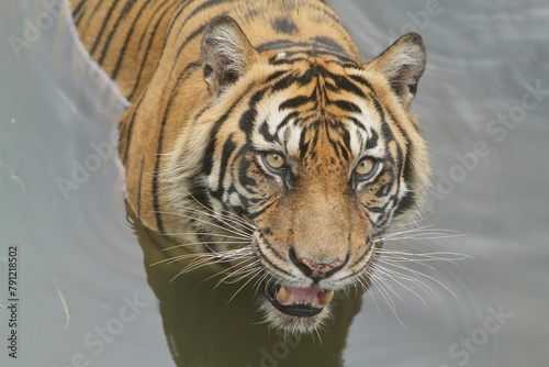 A Sumatran tiger soaking in a pool at noon while looking ahead