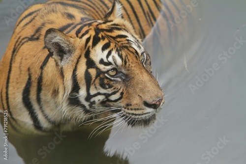 A Sumatran tiger soaking in the pool while watching the surroundings