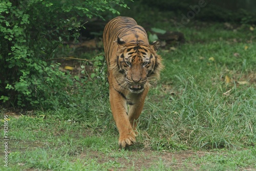 A Sumatran tiger walks around in the bushes while looking ahead