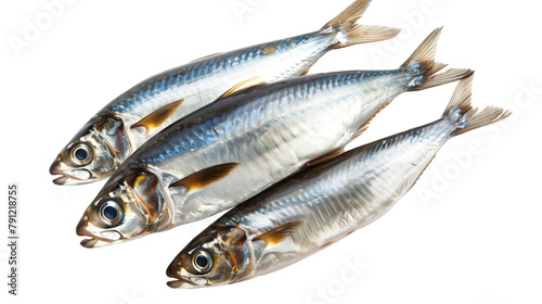 Seafish anchovy fish isolated on white background
