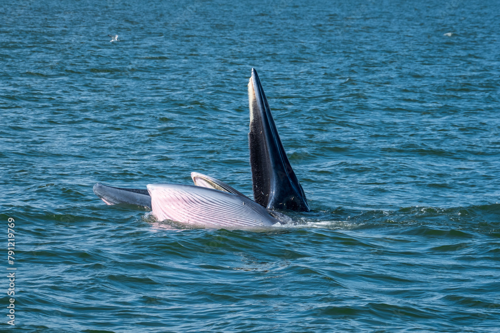 Fototapeta premium Buda Whale