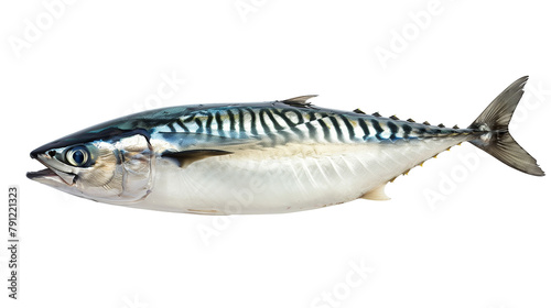 Atlantic ocean fish, mackerel fish isolated on white background photo