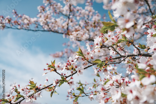 葉桜