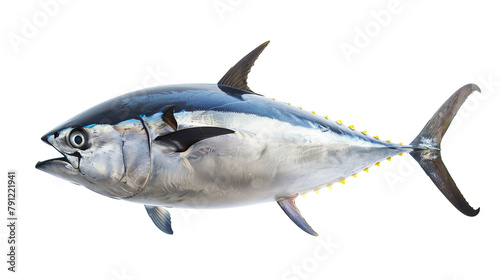 Atlantic bluefin tuna fish isolated on white background