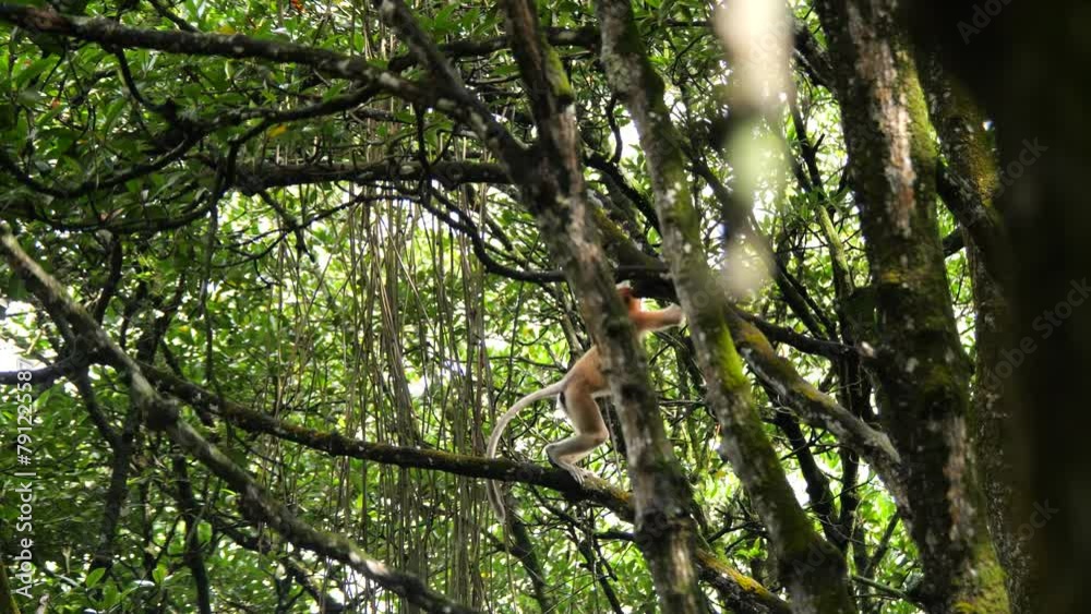 Proboscis Monkey jumping on a tree in the wild green rainforest on Borneo Island. The proboscis monkey (Nasalis larvatus) or long-nosed monkey, known as the bekantan in Indonesia Proboscis Monkey jumping on a tree in the wild green rainforest on Borneo Island. The proboscis monkey (Nasalis larvatus) or long-nosed monkey, known as the bekantan in Indonesia