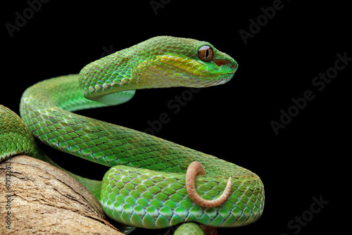 baby green viper snake isolated on black, trimeresurus albolabris