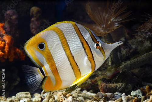 Copperband butterflyfish (Chelmon rostratus), beautiful indonesia marine fish on tropical coral