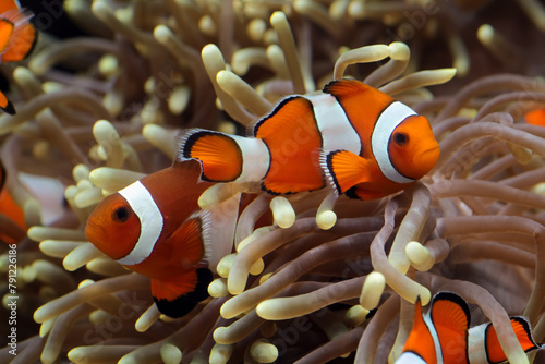 anemone fish playing on the coral reef, beautiful color clownfish on coral feefs, anemones on tropical coral reefs