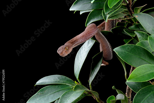 Baby viper snake on tree with black background, trimeresurus purpureomaculatus
