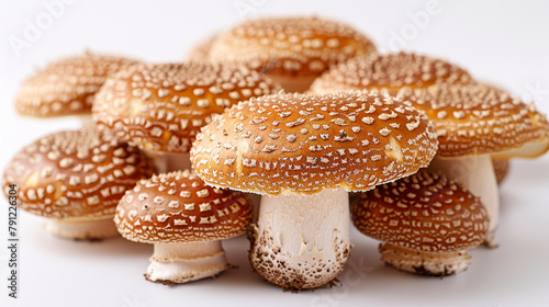 shiitake mushroom type white background © Robin