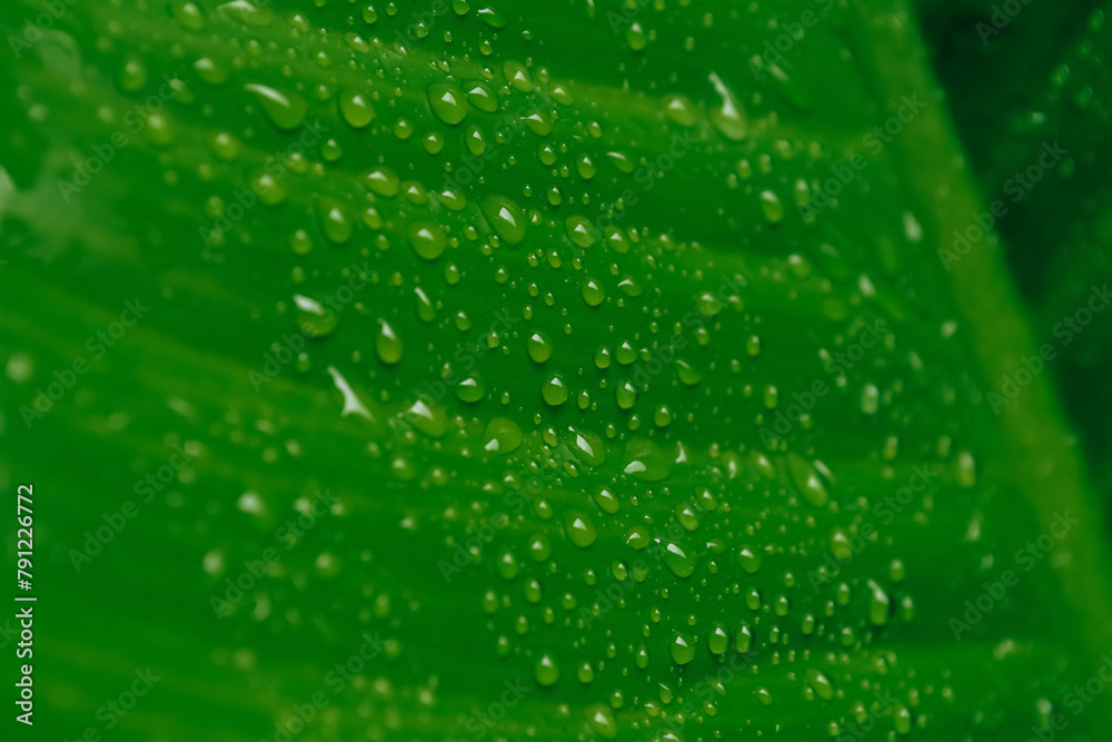 dew drops on green tropical leaf fresh spring.nature background dew drops on green tropical leaf fresh spring.nature background