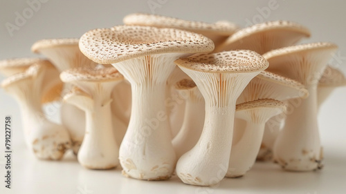 type of oyster mushroom white background