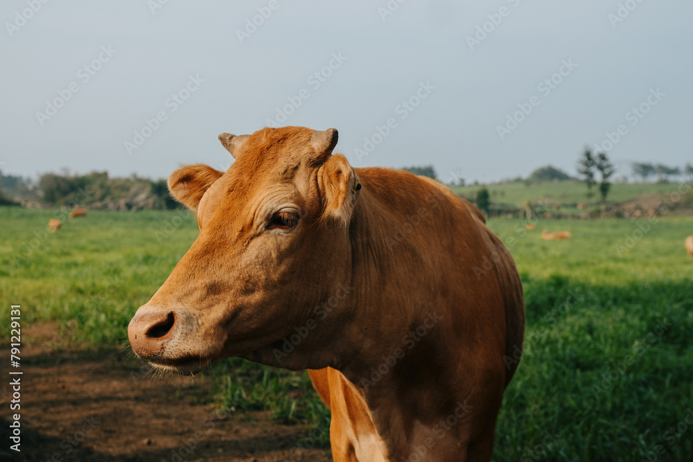 Farm animals on a green field on a sunny day. White horses and orange cows on a farm eating grass. Farm animals on a green field on a sunny day. White horses and orange cows on a farm eating grass.