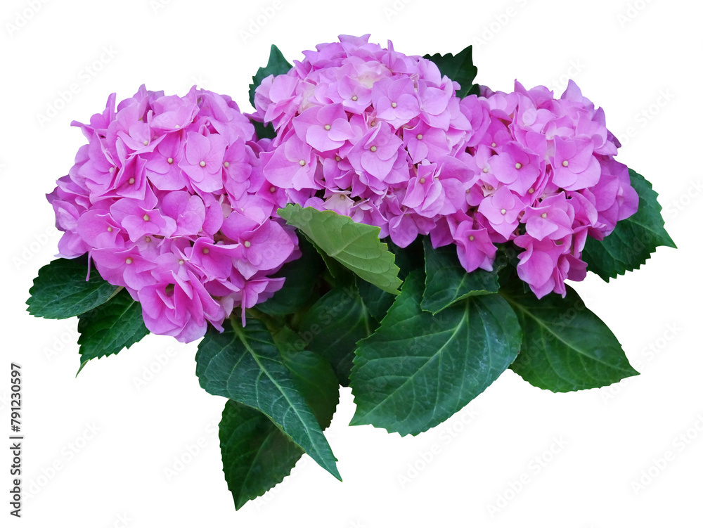 Hydrangea flower with leaves isolated on transparent background. Hydrangea flower with leaves isolated on transparent background.