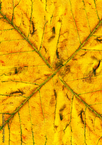yellow autumn leaves background