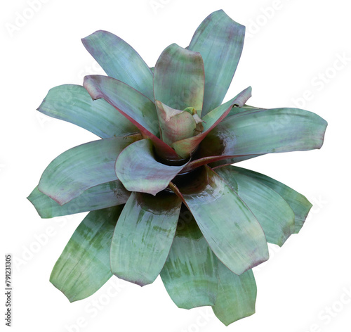Bromeliad tropical plants for garden decoration isolated on transparent background