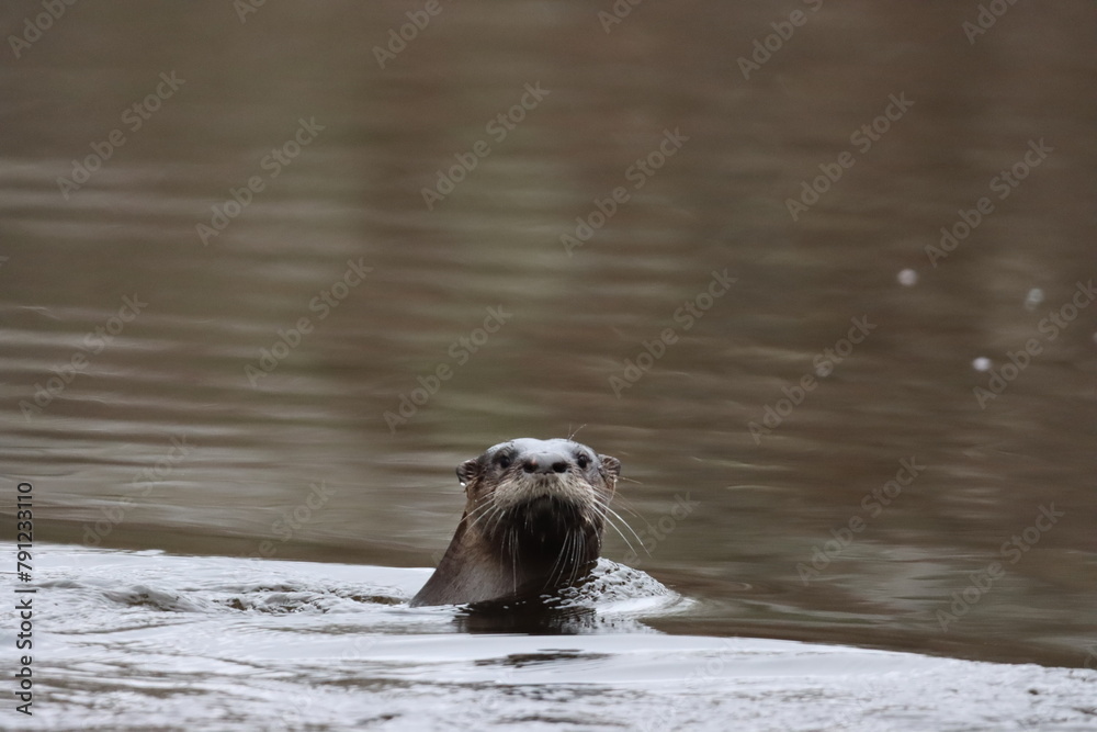 Fototapeta premium River Otter