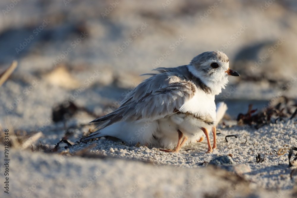 Piping Plover Piping Plover