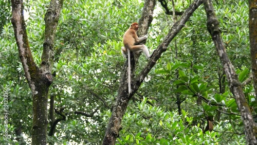 Proboscis Monkey jumping on a tree in the wild green rainforest on Borneo Island. The proboscis monkey (Nasalis larvatus) or long-nosed monkey, known as the bekantan in Indonesia photo