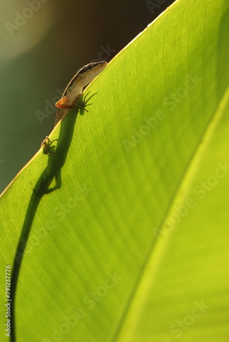 lizard, grass lizard, a grass lizard peeking out from behind the leaves