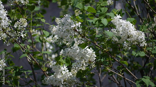 Natural white lilac flower tree