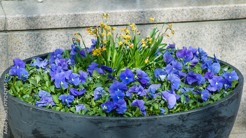 A circular flower bed on the street with blue penzi flowers in full bloom