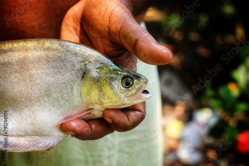 beautiful bronze featherback fali fish in hand in nice blur background HD photo