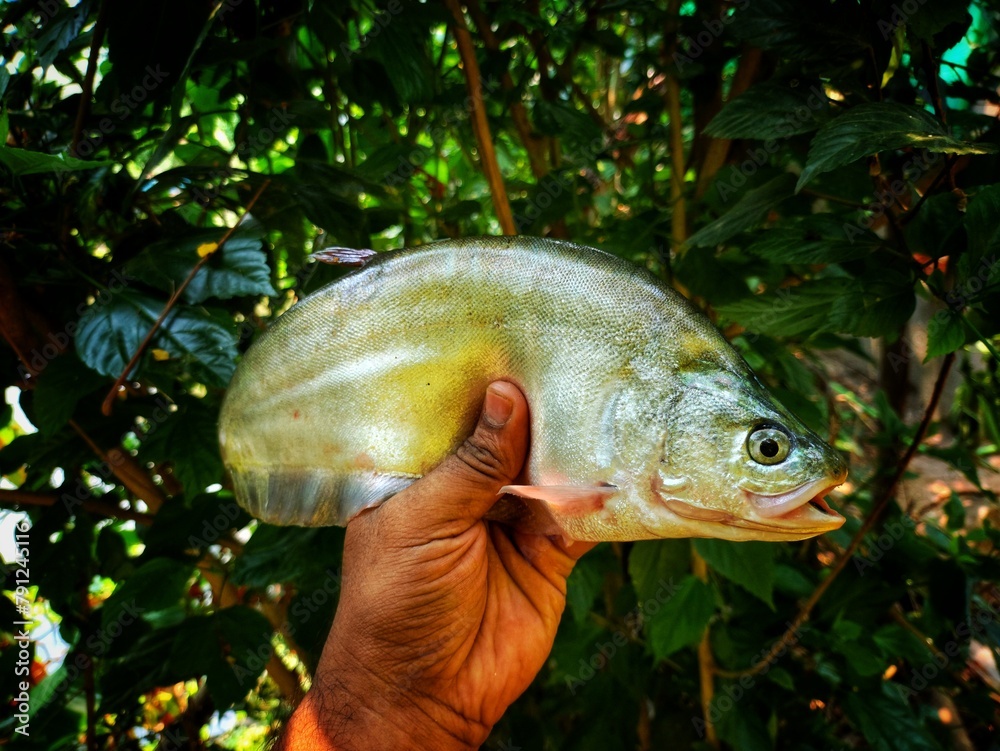 large Big bronze featherback fish in nice green blur nature background