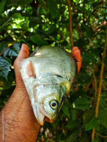 large Big bronze featherback fish in nice green blur nature background HD, fali fish in hand close up shot